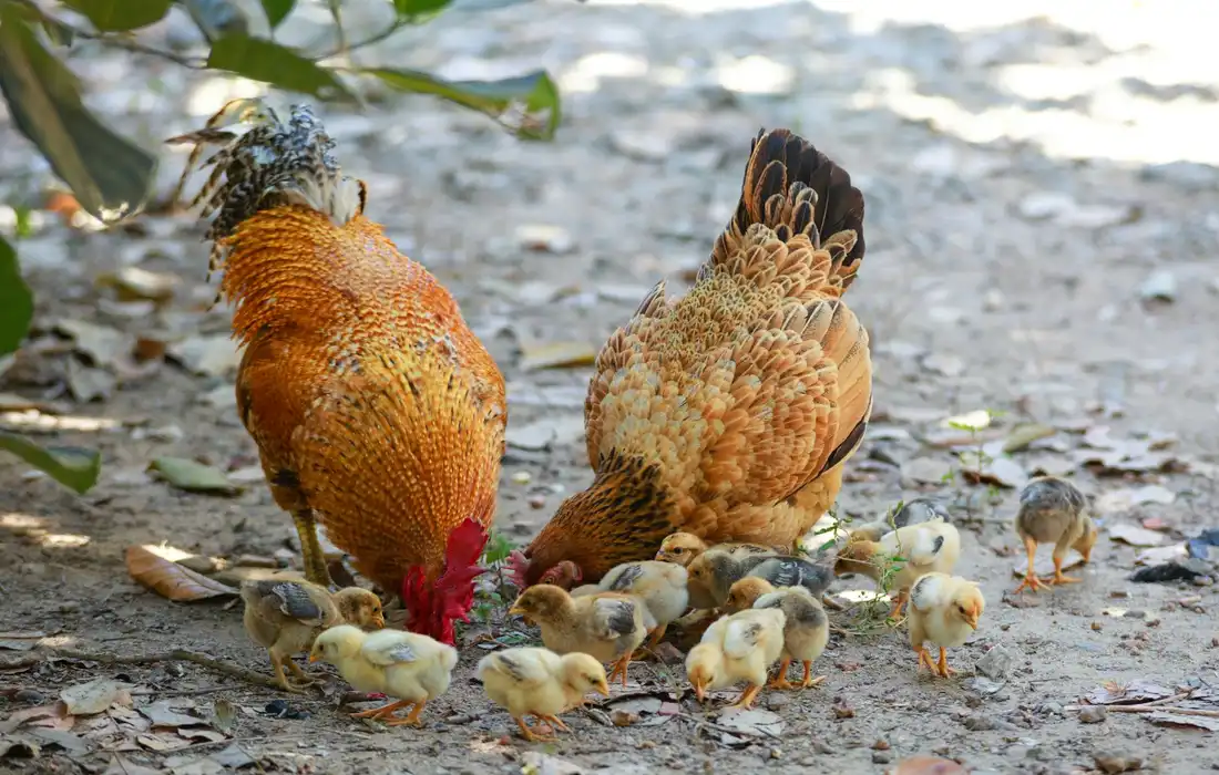 A hen and a rooster foraging on a dusty ground with a brood of chicks gathered around.