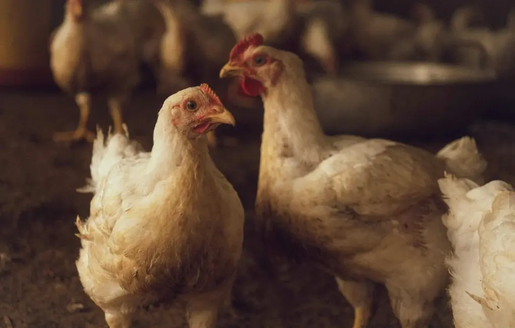 The Homesteader’s Guide to Keeping Chickens Safe from Cat Food