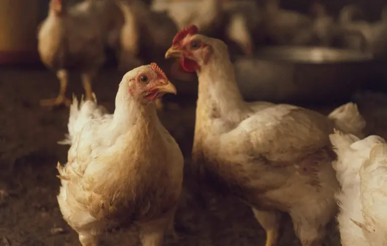 Two white chickens in a dim barn interior with a feeder in the background.