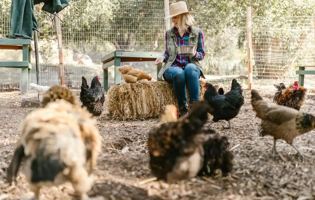 A person wearing a hat sits among chickens in a dusty farmyard with hay bales and fencing in the background.