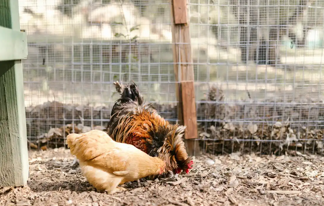 Two chickens pecking at the ground inside a fenced garden run, with wire mesh and wooden posts in the background.