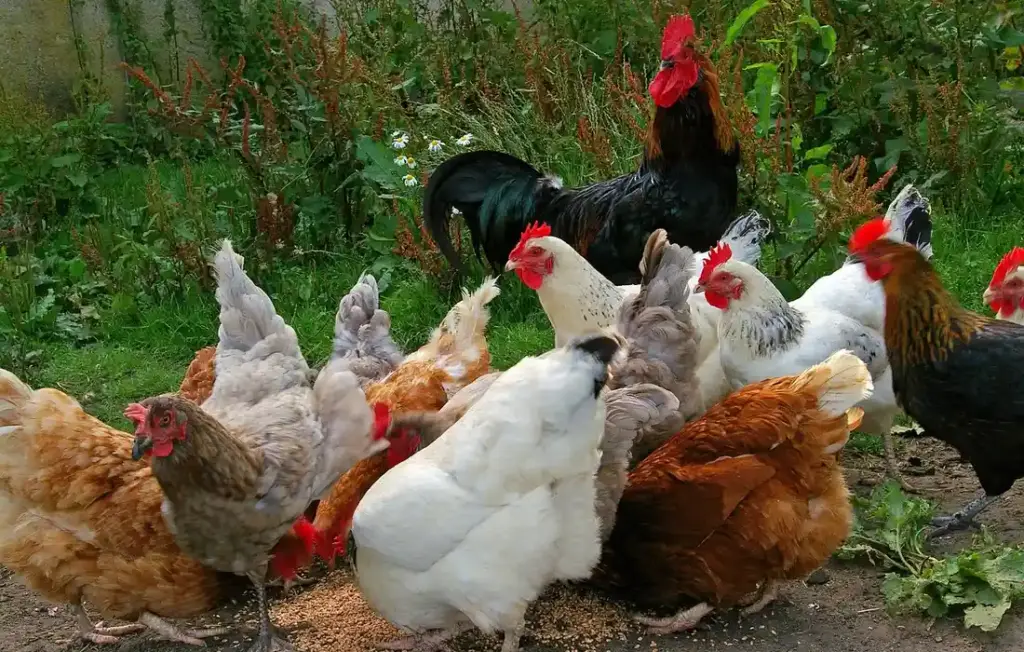 A Homesteader’s Guide to Cannabis, Hemp & Chickens: Keeping Your Flock Safe