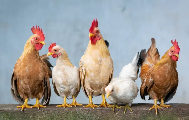 Group of chickens and roosters standing on a wooden fence against a blue background