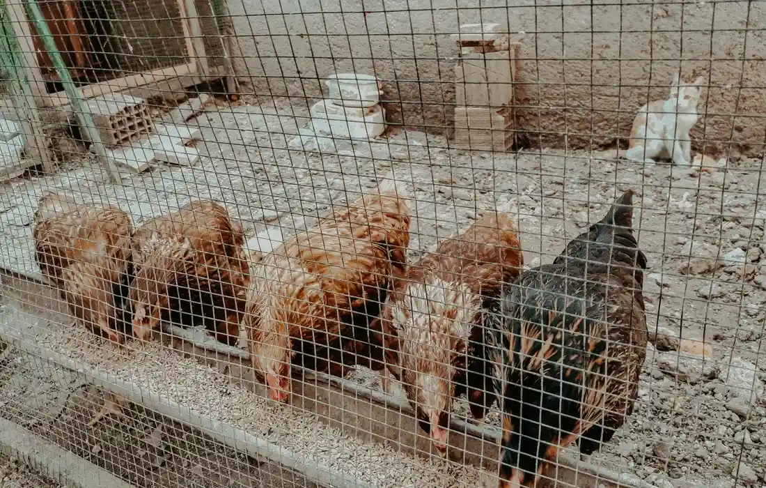 Chickens inside a fenced coop with a white cat visible in the background.