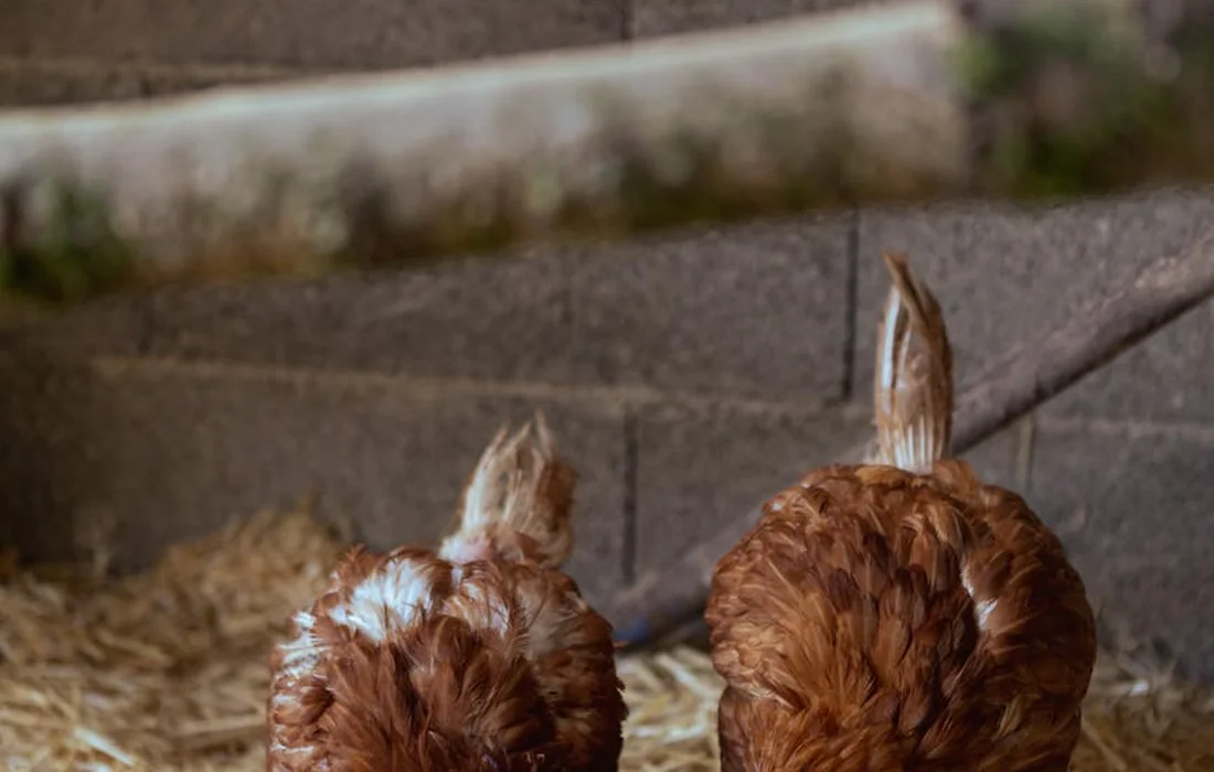 Two brown chickens standing with their backs to the camera inside a coop with straw on the ground and a concrete wall in the background.
