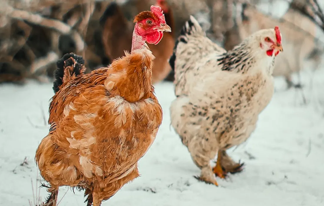 Two chickens, one brown and one white with dark speckles, standing in a snowy yard.
