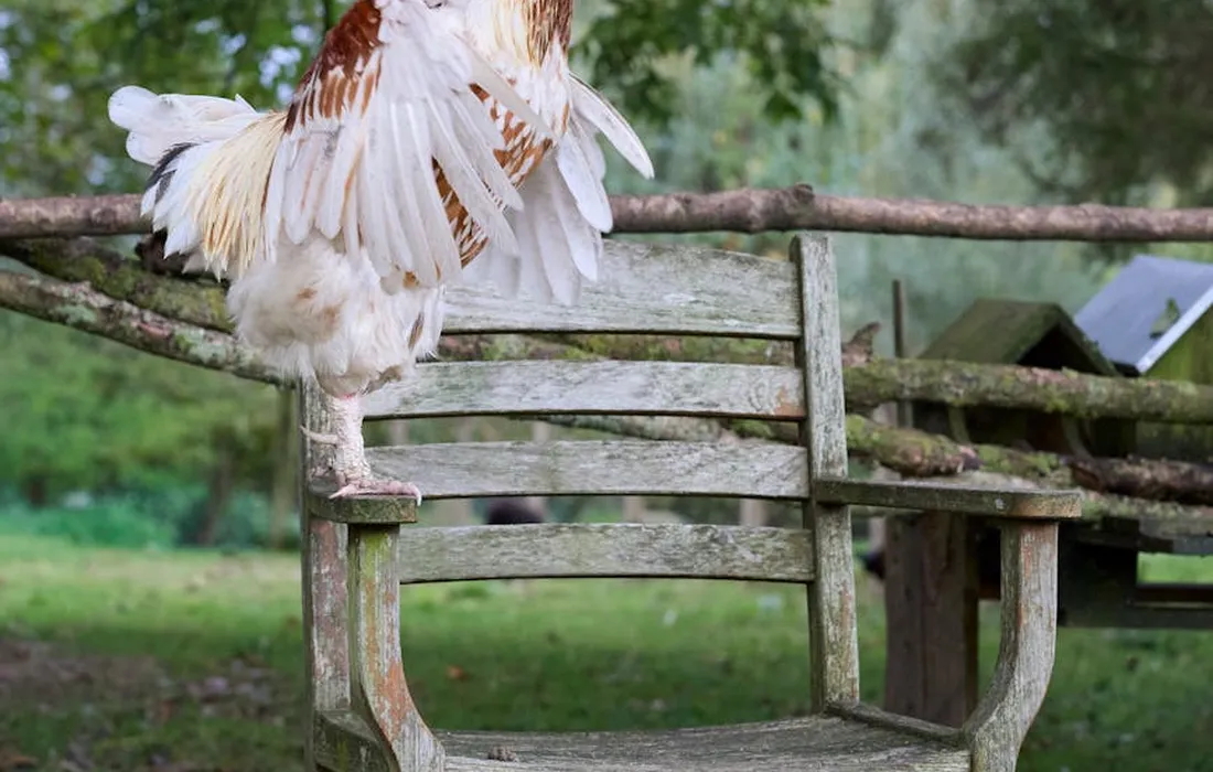 A chicken perched on a weathered wooden bench in a green outdoor setting