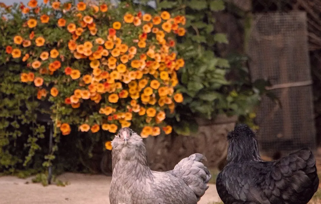 Two chickens stand near a bright cluster of orange flowers, illustrating citrus-related feeding considerations.