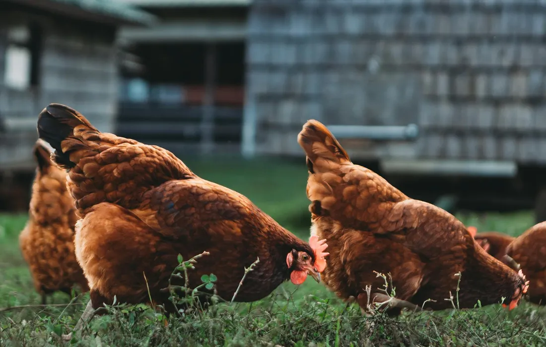 Two brown chickens peck at the grass in a farmyard with a barn in the background.