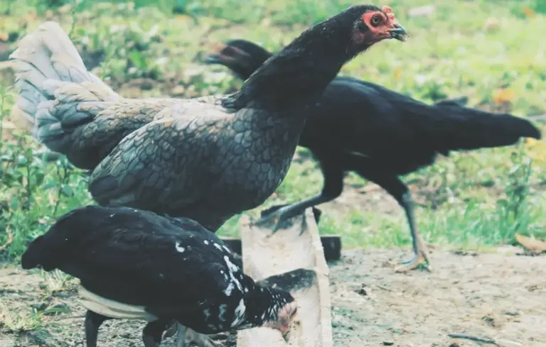 Two black chickens in a grassy farmyard near a water trough, pecking at the ground.