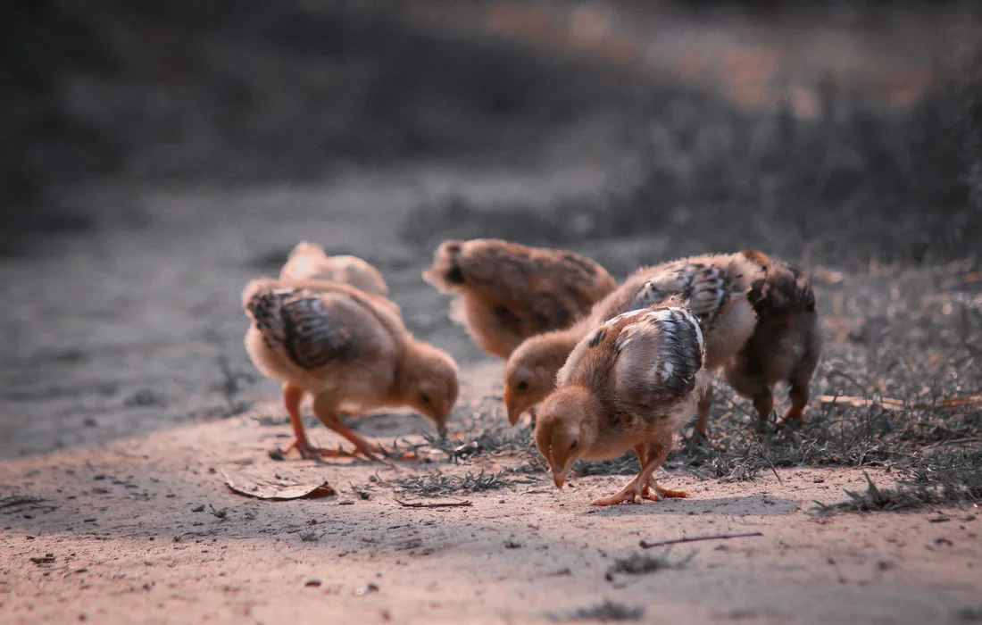 Three young chicks pecking at the ground outdoors.
