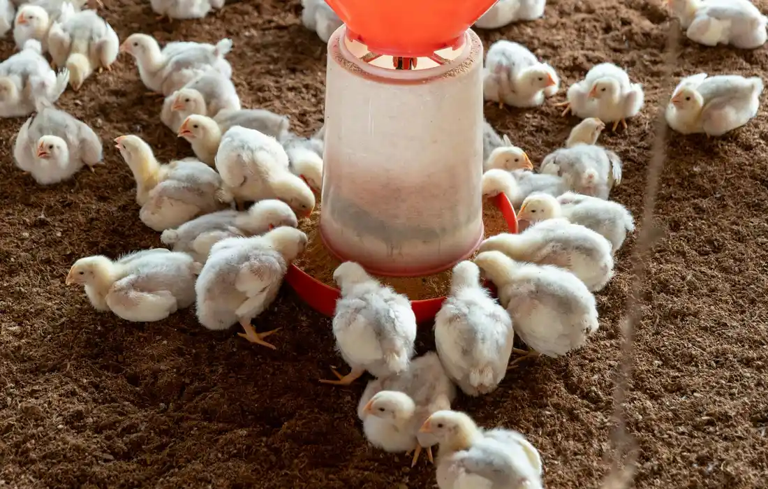 Group of fluffy white baby chicks gathered around a red and clear poultry feeder on dirt ground.