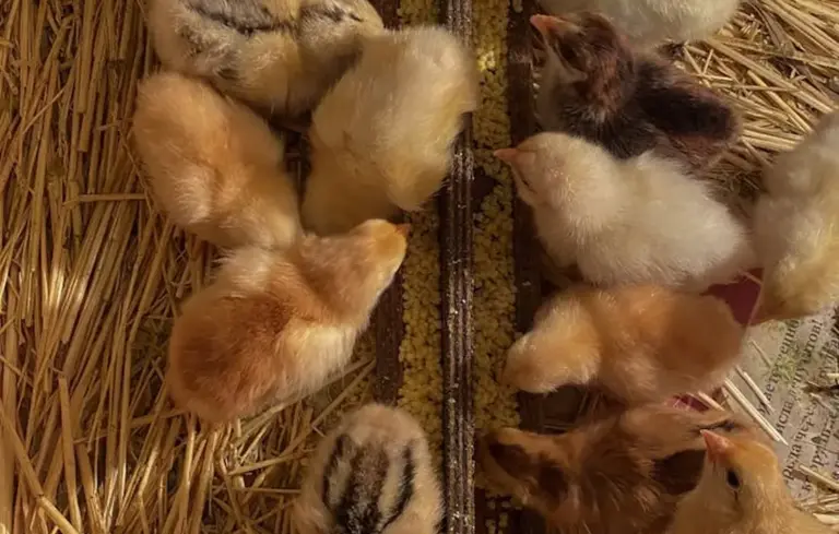 Group of fluffy chicks of various colors gathered around a feeding trough, pecking at scattered grain on a straw-covered floor.