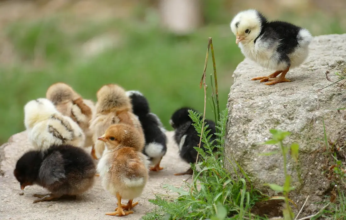 A group of fluffy chicks foraging on the ground near a rock, with one chick perched on the stone watching the others.