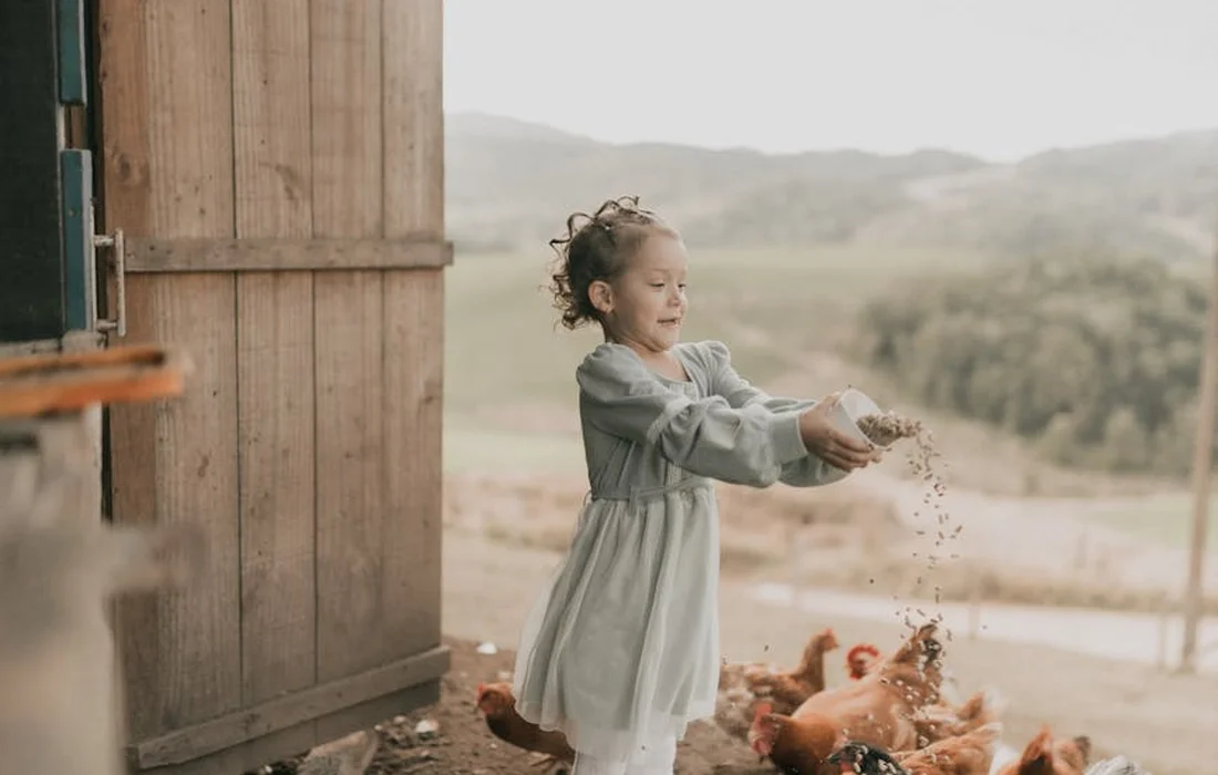 Young girl feeding chickens outside near a wooden coop