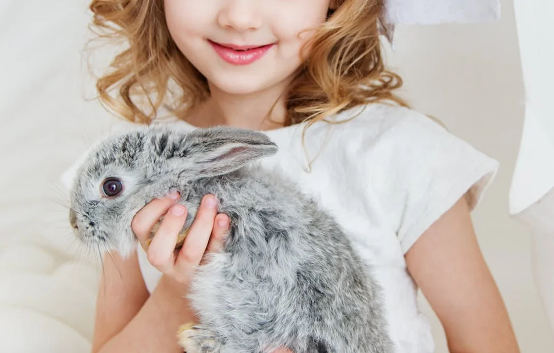 A young girl gently holding a gray rabbit indoors.