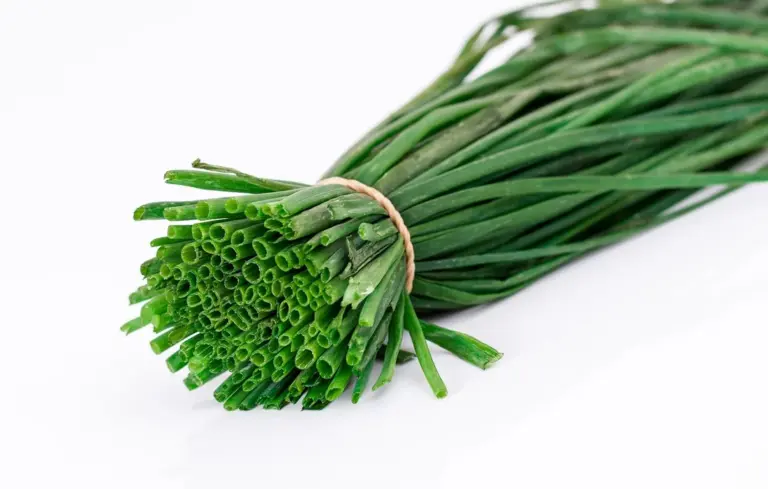 A bundle of fresh chives tied with a rubber band