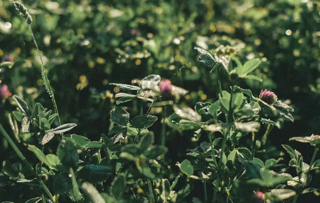 Close-up of clover plants with small pink blossoms in a sunlit garden