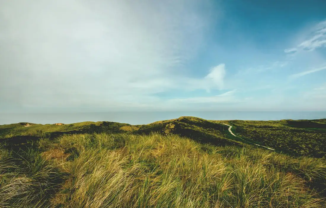 Coastal dune grasses with a winding path under a clear blue sky