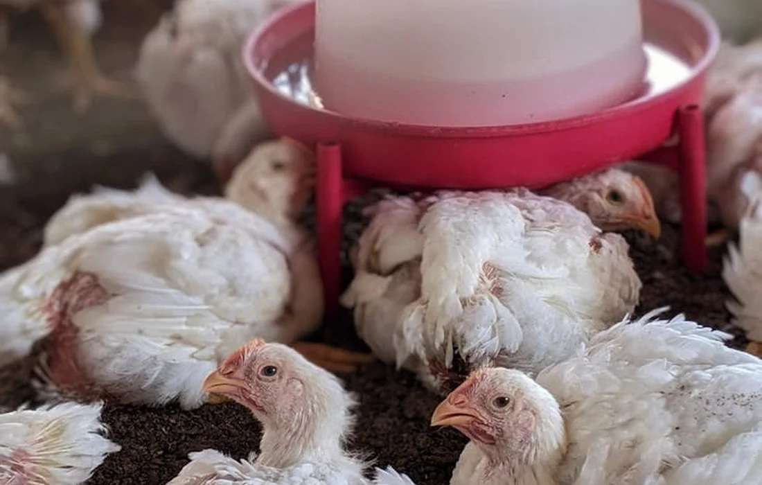 Group of white poultry chicks around a pink waterer on a dirt floor