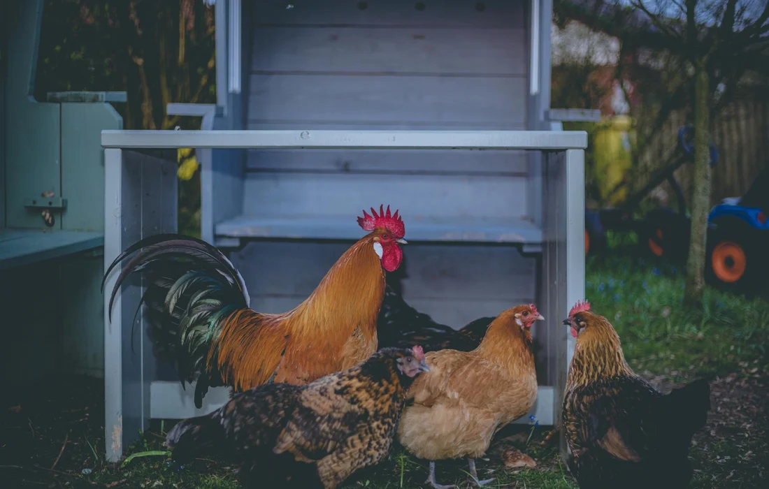 A group of chickens gathered around a coop with an open feeder, pecking near the entrance.