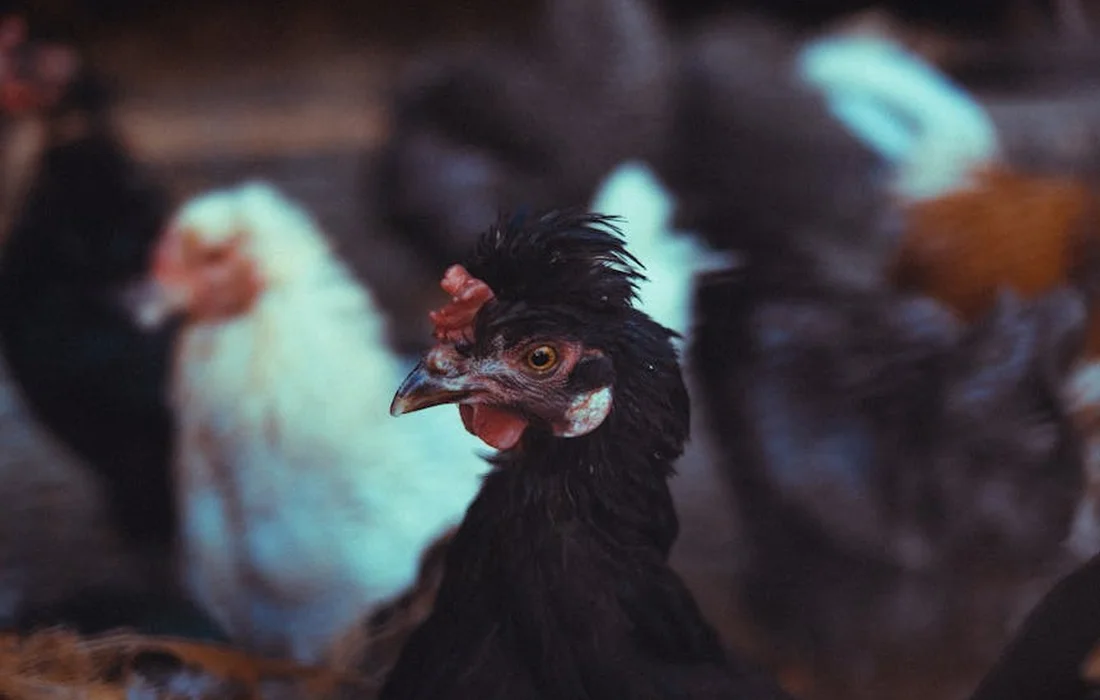 Black chicken in the foreground with blurred white and dark chickens in a coop