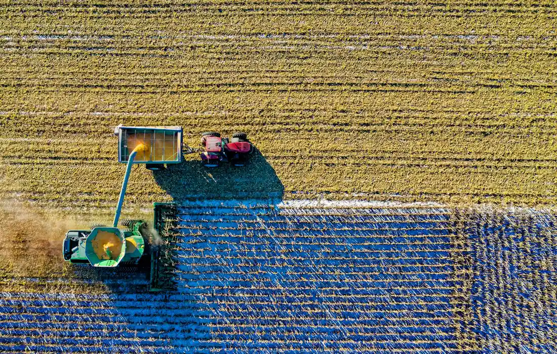 Aerial view of a cornfield during harvest, showing a combine and a tractor at work among orderly rows of corn.