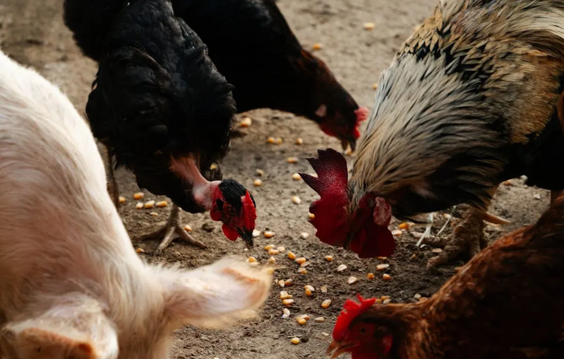 Chickens pecking at scattered corn kernels on a dirt ground.
