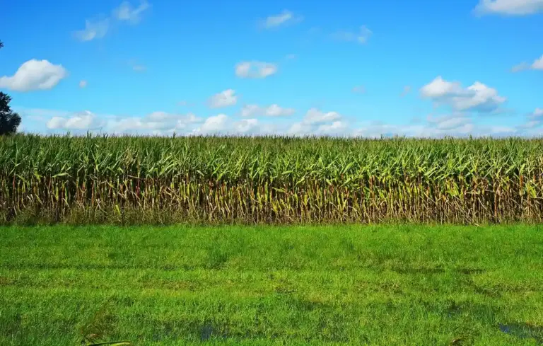 Wide green corn field under a bright blue sky with scattered clouds and a grassy foreground