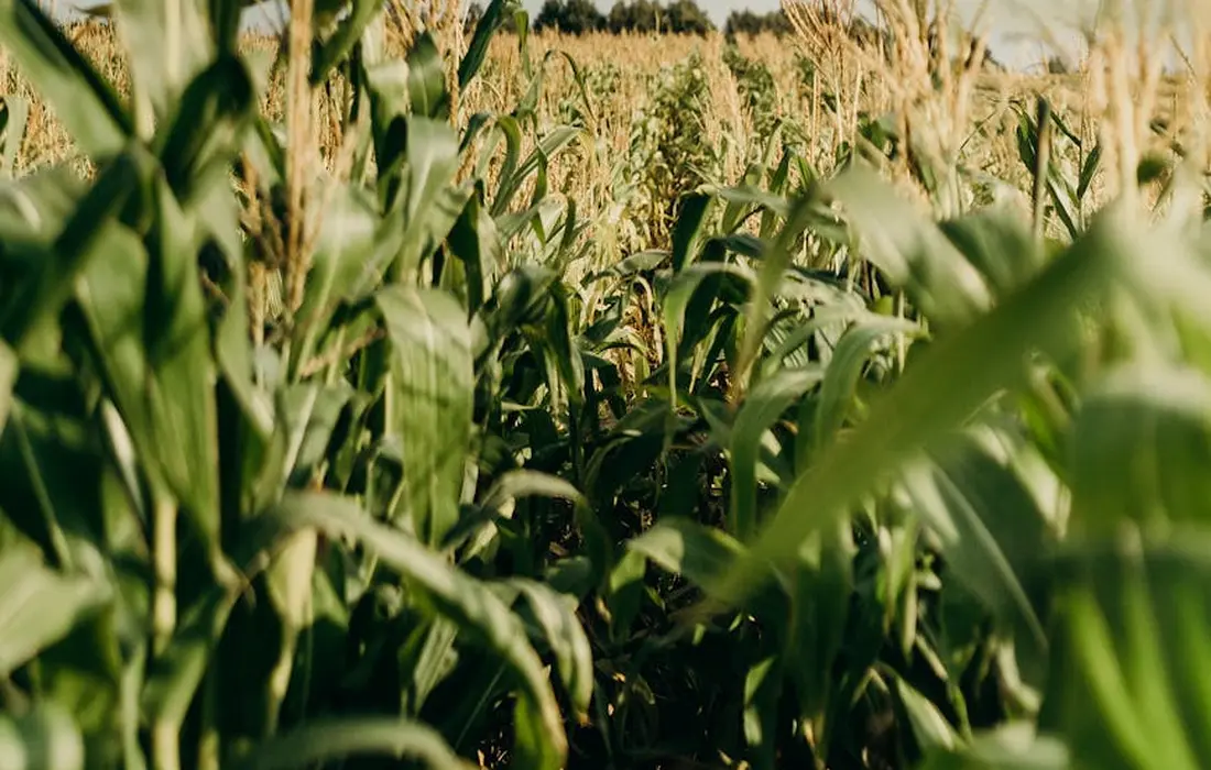 Close-up of tall green corn plants in a field, illustrating the crop used for cattle feed.