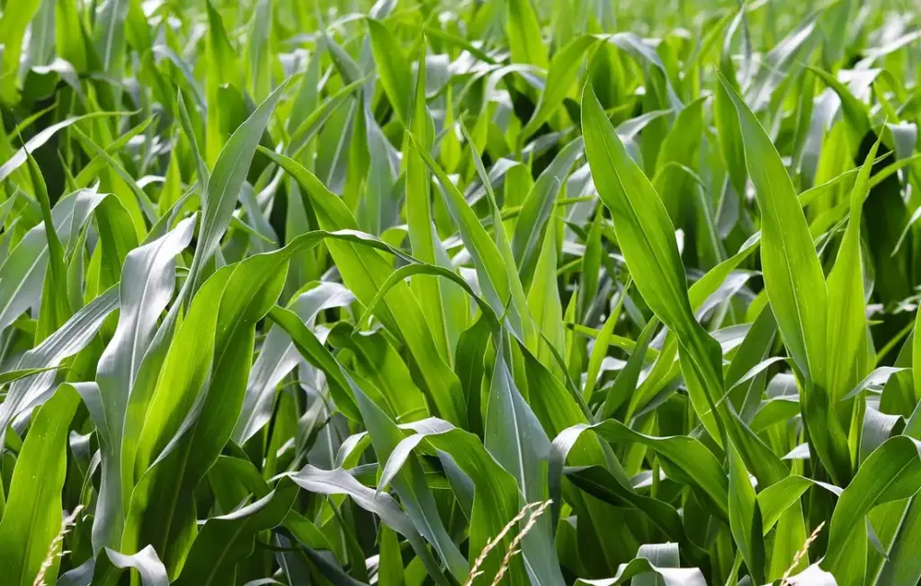 Can Rabbits Eat Corn? Your Straight-Talk Guide to Cobs, Chips, and Plants