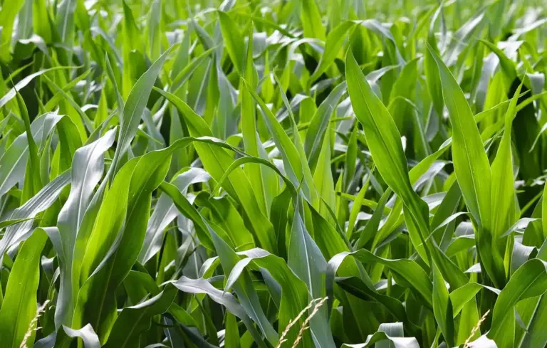 Close-up of green corn leaves in a sunlit field