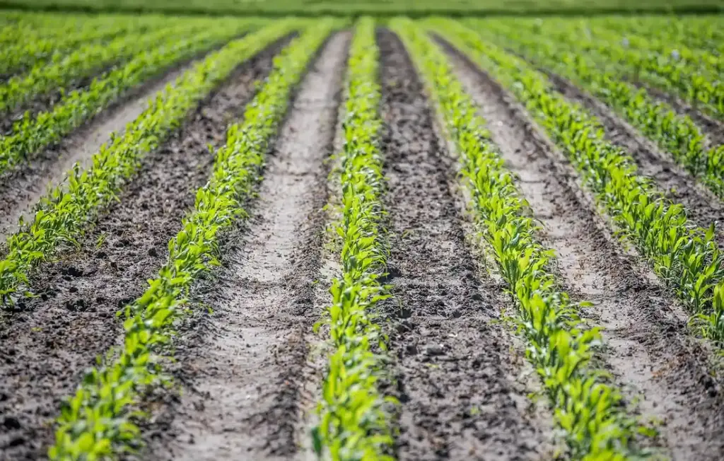 Can Pigs Eat Corn? Your Complete Guide to Feeding Corn Right