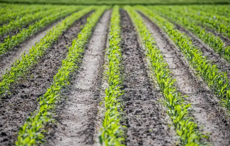 Young corn seedlings growing in neat rows in a field.