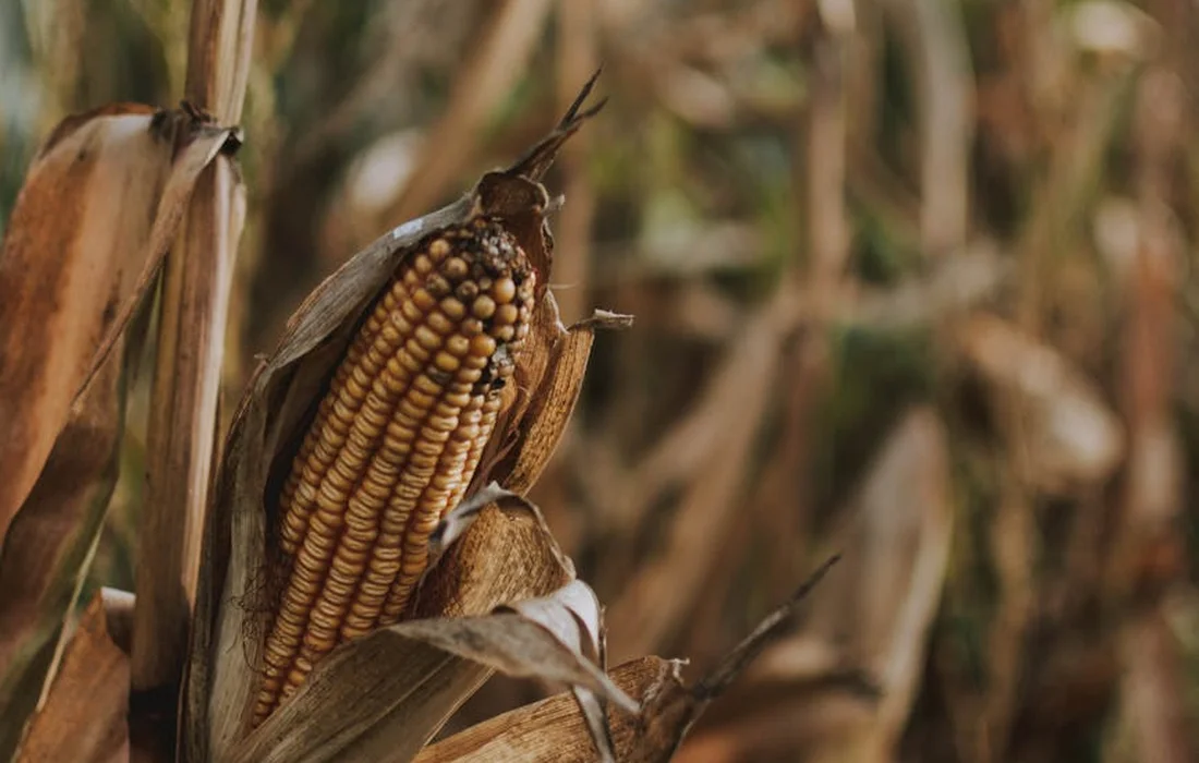 Close-up of a dried corn ear on its stalk in a cornfield, with dried husks and plant debris in the background.