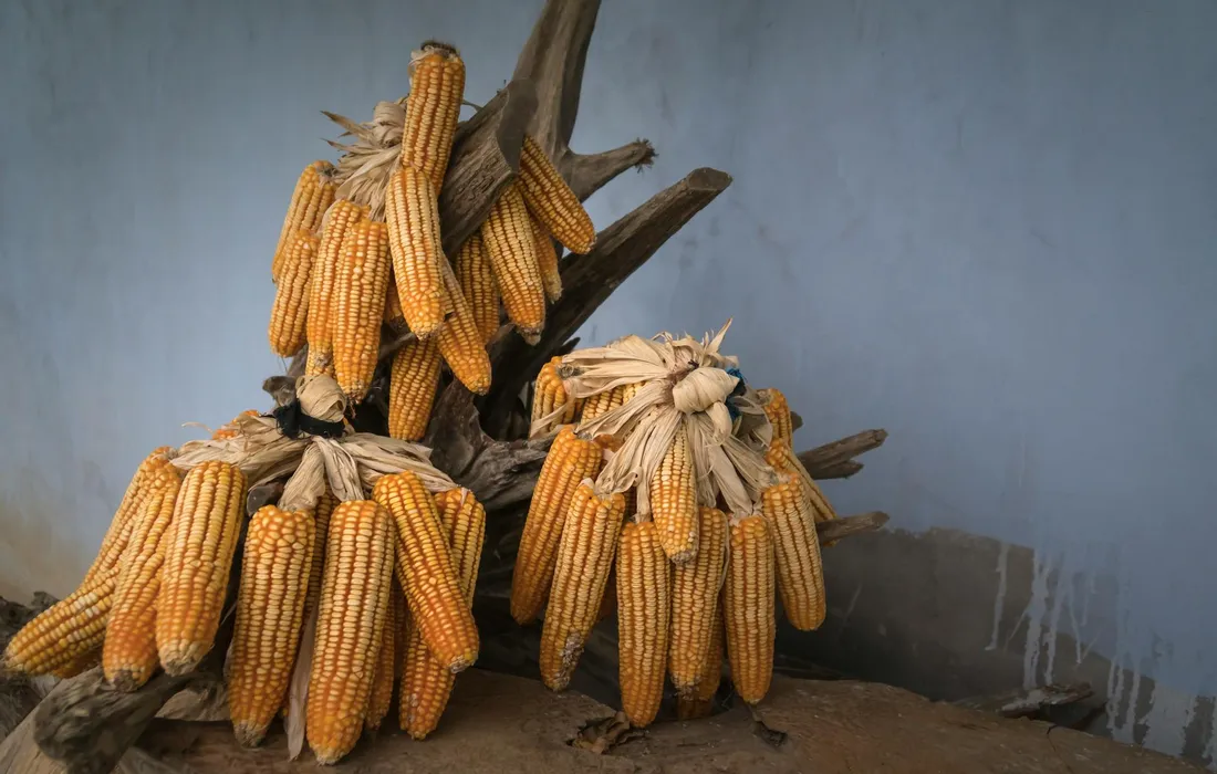 A heap of dried corn ears with husks, stacked against a blue-gray wall.