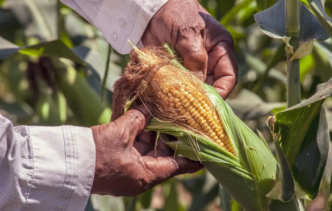 Hands peel back corn husks to reveal an ear of corn in a field, illustrating harvest and storage considerations for chicken feed.