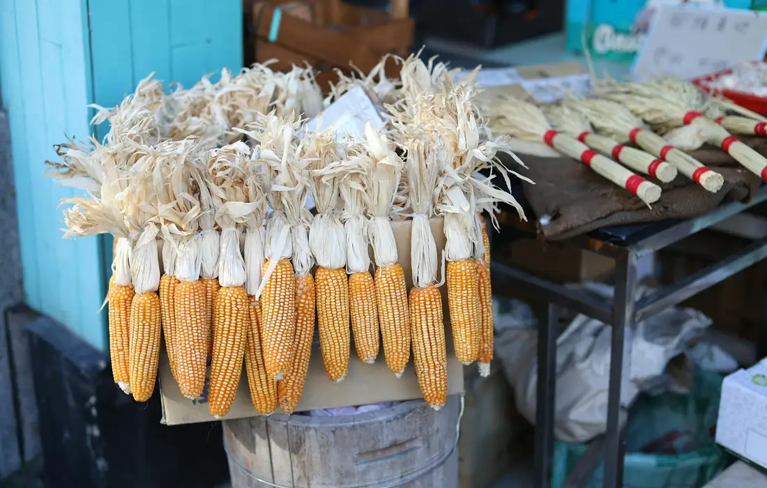 Rows of corn cobs with husks and dried silk tied at the top, hanging to dry at a farm stall.