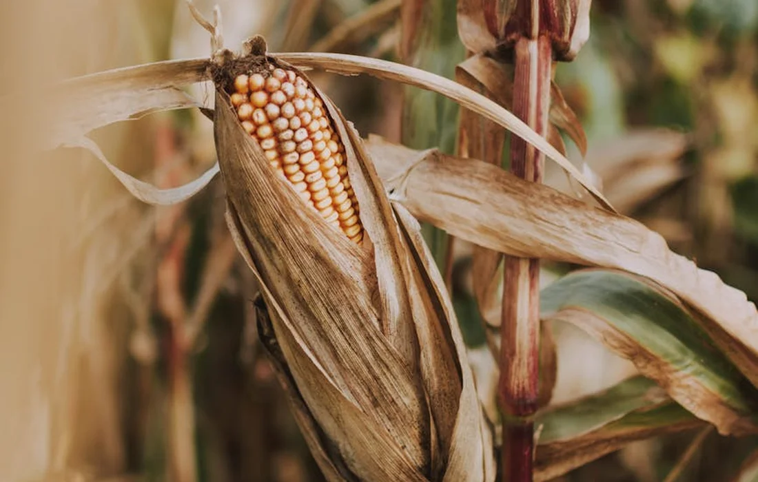 Close-up of a dried corn ear with husks and silk on a corn stalk.