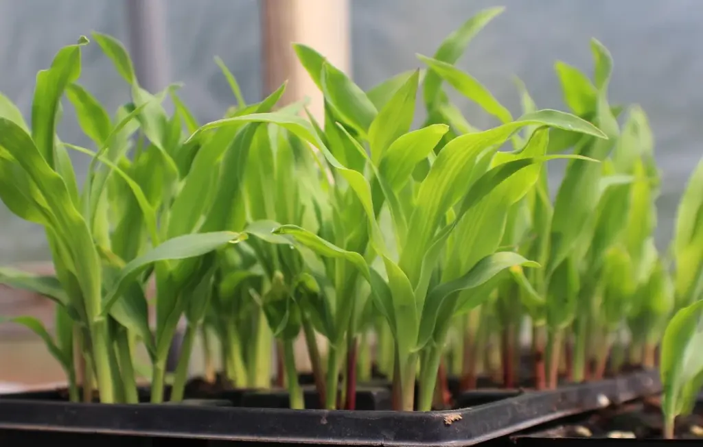 Feeding Corn to Rabbits Safely: Husks, Kernels & What to Avoid