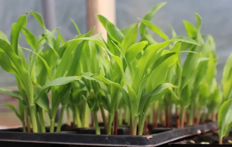 Close-up of young corn seedlings growing in a black plastic tray