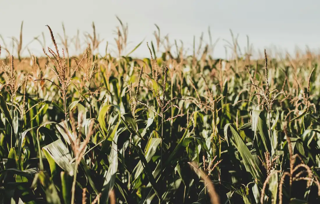Cornfield with tall green stalks and tassels under a clear sky