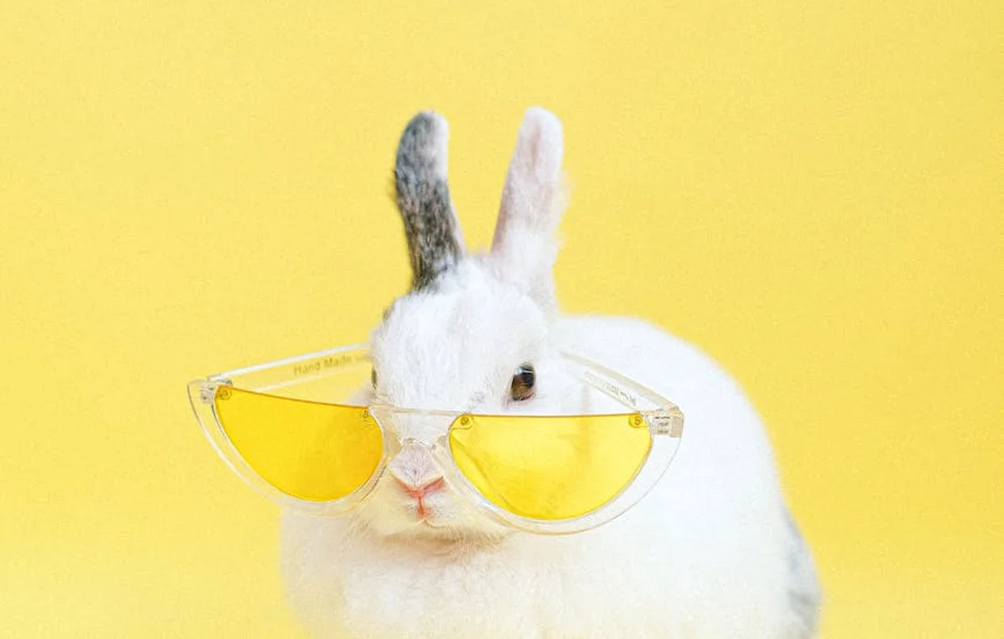 White rabbit wearing yellow sunglasses against a solid yellow background