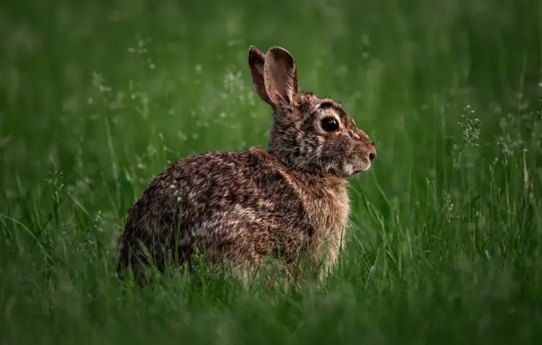 A brown cottontail rabbit sitting in tall green grass