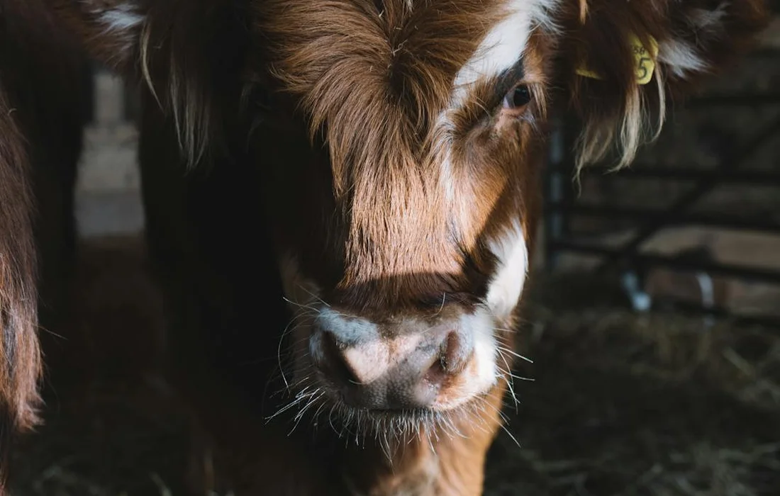 Close-up of a brown and white cow’s face in a dim barn