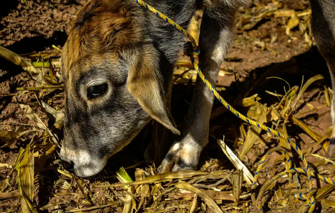 Close-up of a cow's head near the ground among dried corn stalks, with a rope around its neck.