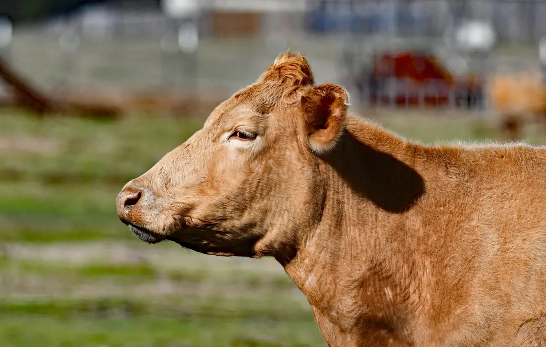 Brown cow in a grassy pasture seen in profile