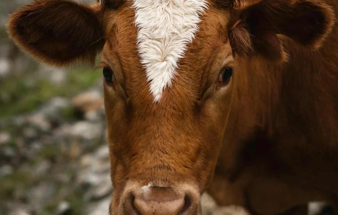 Close-up of a brown cow's face with a white blaze on its forehead, looking toward the camera.