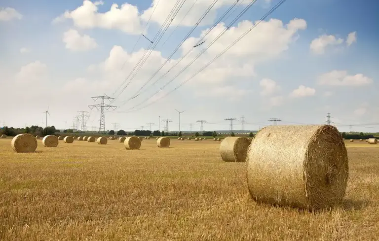 Open field with round hay bales scattered across a harvested pasture, under a blue sky with fluffy clouds and distant power lines.