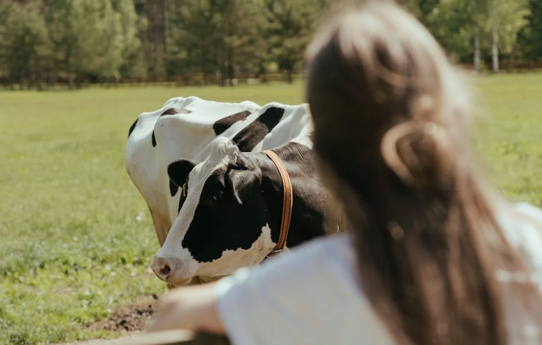 Back view of a person with long hair reaching toward a black-and-white cow in a sunlit pasture.